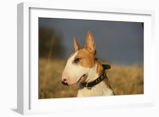 Bull Terrier 14-Bob Langrish-Framed Photographic Print