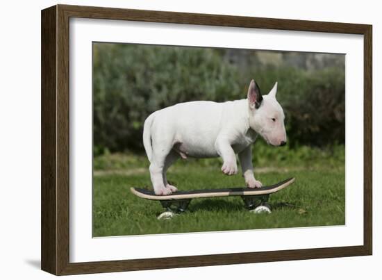 Bull Terrier 22-Bob Langrish-Framed Photographic Print