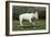 Bull Terrier 22-Bob Langrish-Framed Photographic Print