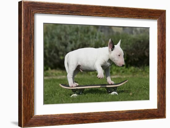 Bull Terrier 22-Bob Langrish-Framed Photographic Print