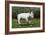 Bull Terrier 22-Bob Langrish-Framed Photographic Print