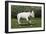 Bull Terrier 22-Bob Langrish-Framed Photographic Print