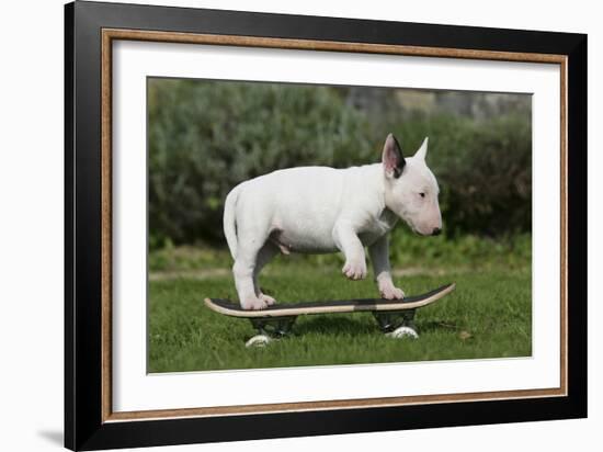 Bull Terrier 22-Bob Langrish-Framed Photographic Print