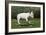 Bull Terrier 22-Bob Langrish-Framed Photographic Print