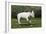 Bull Terrier 22-Bob Langrish-Framed Photographic Print