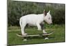 Bull Terrier 22-Bob Langrish-Mounted Photographic Print