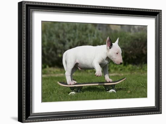 Bull Terrier 22-Bob Langrish-Framed Photographic Print