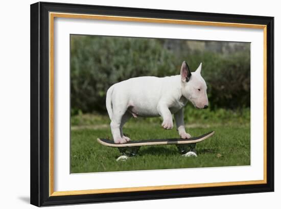 Bull Terrier 22-Bob Langrish-Framed Photographic Print