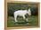 Bull Terrier 22-Bob Langrish-Framed Premier Image Canvas