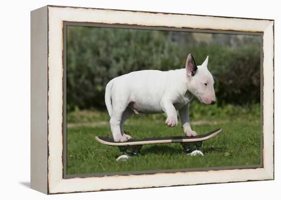 Bull Terrier 22-Bob Langrish-Framed Premier Image Canvas