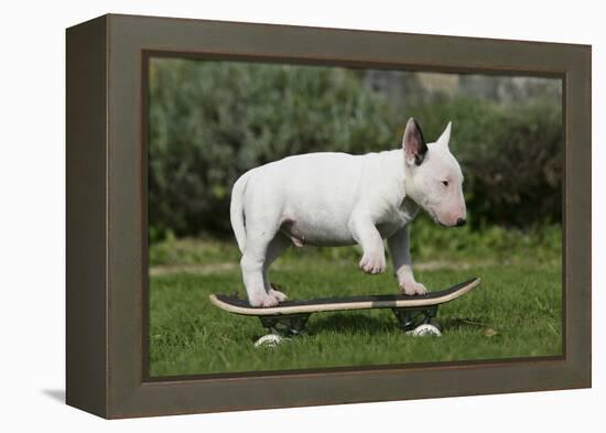 Bull Terrier 22-Bob Langrish-Framed Premier Image Canvas