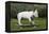 Bull Terrier 22-Bob Langrish-Framed Premier Image Canvas