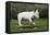 Bull Terrier 22-Bob Langrish-Framed Premier Image Canvas