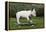 Bull Terrier 22-Bob Langrish-Framed Premier Image Canvas