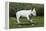 Bull Terrier 22-Bob Langrish-Framed Premier Image Canvas