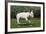 Bull Terrier 22-Bob Langrish-Framed Photographic Print