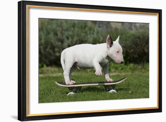 Bull Terrier 22-Bob Langrish-Framed Photographic Print