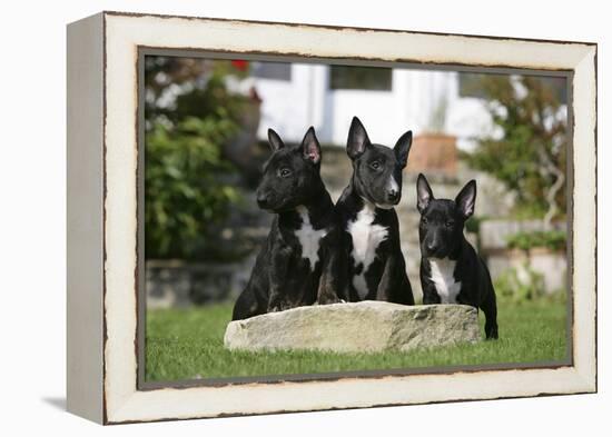 Bull Terrier 23-Bob Langrish-Framed Premier Image Canvas