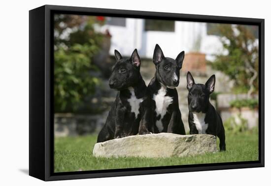 Bull Terrier 23-Bob Langrish-Framed Premier Image Canvas