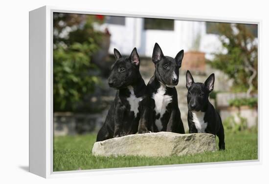 Bull Terrier 23-Bob Langrish-Framed Premier Image Canvas