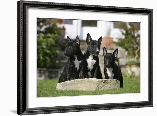 Bull Terrier 23-Bob Langrish-Framed Photographic Print