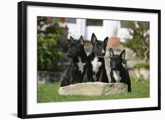 Bull Terrier 23-Bob Langrish-Framed Photographic Print