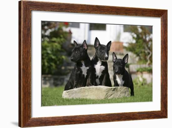 Bull Terrier 23-Bob Langrish-Framed Photographic Print