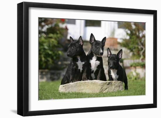 Bull Terrier 23-Bob Langrish-Framed Photographic Print