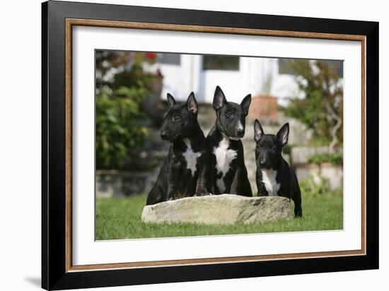 Bull Terrier 23-Bob Langrish-Framed Photographic Print