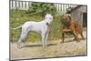 Bull Terrier and English Bulldog-null-Mounted Art Print