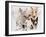 Bull Terrier with Ghost Image-Barbara Keith-Framed Giclee Print