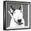 Bull Terrier-Emily Burrowes-Framed Giclee Print