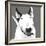 Bull Terrier-Emily Burrowes-Framed Giclee Print