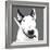 Bull Terrier-Emily Burrowes-Framed Art Print