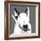 Bull Terrier-Emily Burrowes-Framed Art Print