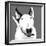 Bull Terrier-Emily Burrowes-Framed Art Print