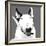 Bull Terrier-Emily Burrowes-Framed Art Print