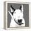 Bull Terrier-Emily Burrowes-Framed Stretched Canvas