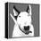 Bull Terrier-Emily Burrowes-Framed Stretched Canvas