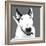 Bull Terrier-Emily Burrowes-Framed Premium Giclee Print