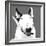 Bull Terrier-Emily Burrowes-Framed Premium Giclee Print