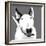 Bull Terrier-Emily Burrowes-Framed Premium Giclee Print