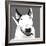 Bull Terrier-Emily Burrowes-Framed Premium Giclee Print