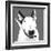 Bull Terrier-Emily Burrowes-Framed Art Print