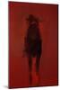 Bull-Daniel Cacouault-Mounted Giclee Print