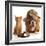 Bulldog and Cat at Food Dish Together-Willee Cole-Framed Photographic Print