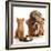 Bulldog and Cat at Food Dish Together-Willee Cole-Framed Photographic Print