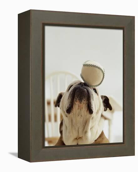 Bulldog Balancing Ball on Nose-Larry Williams-Framed Premier Image Canvas