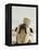 Bulldog Balancing Ball on Nose-Larry Williams-Framed Premier Image Canvas