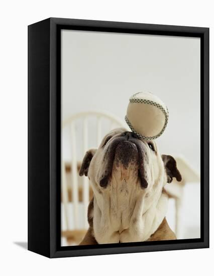 Bulldog Balancing Ball on Nose-Larry Williams-Framed Premier Image Canvas